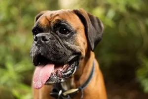 How Much Water do Boxer dogs need - Photo of a thirsty Boxer dog