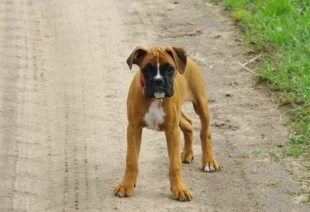 How to Choose A Boxer Dog - Photo of a Boxer Puppy on a dirt road