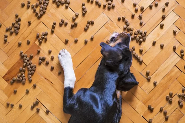 Fresh vs Canned Dog Food - Photo of dog eating Kibble off the floor for discussion on digestibility