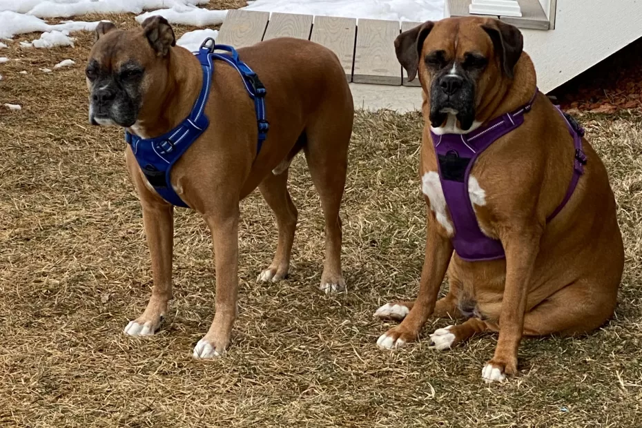 How to Chose a Boxer Dog - Photo of our Boxer Dogs Duke and Hazel relaxing in the backyard.