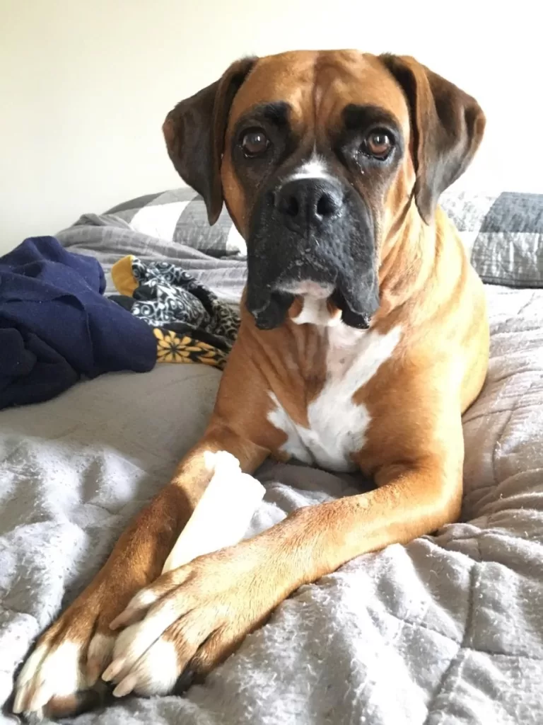 Fresh versus Canned Dog Food - Photo of our Boxer Hazel with her Chew Bone