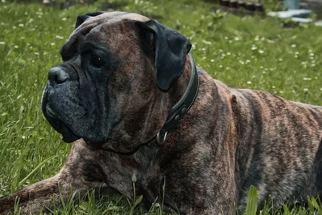 Fresh versus canned dog food - Photo of overweight Boxer
