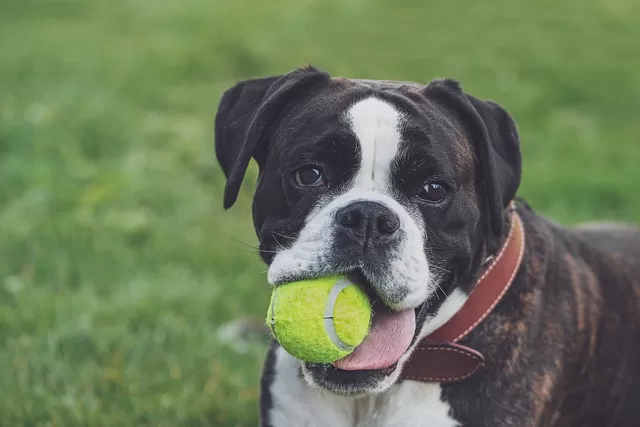 Boxer dog food - Photo of a Boxer dog playing with a tennis ball in it's mouth.