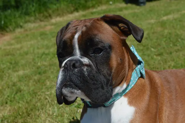 Weight Loss Dog Food - Photo of a Boxer dog needing to lose weight