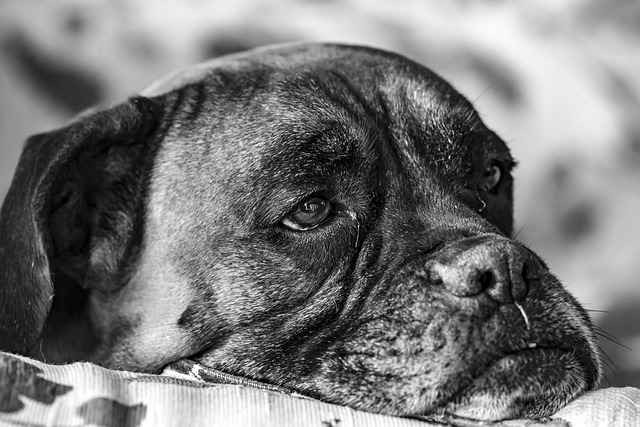 Boxer dog food allergies - a photo of a boxer dog with GI issues from a food allergy